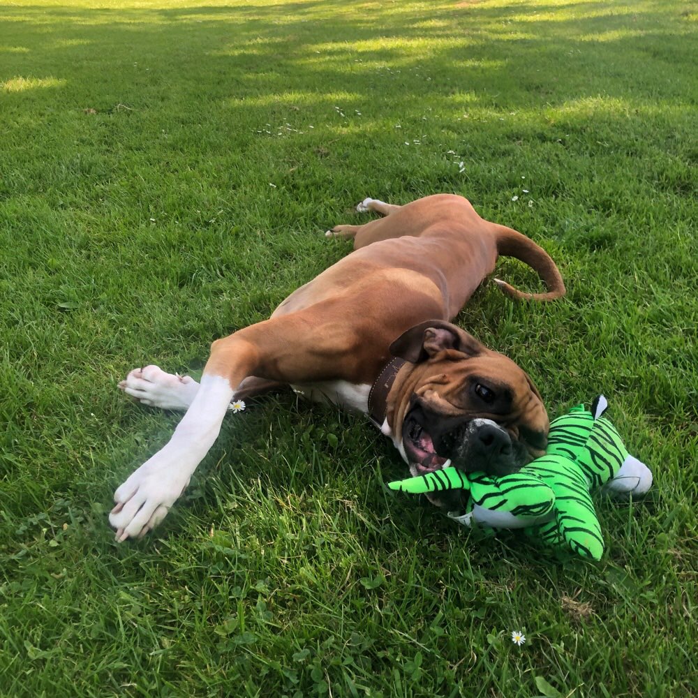 Hundetreffen-Gassi Runde auf der Hardt-Profilbild