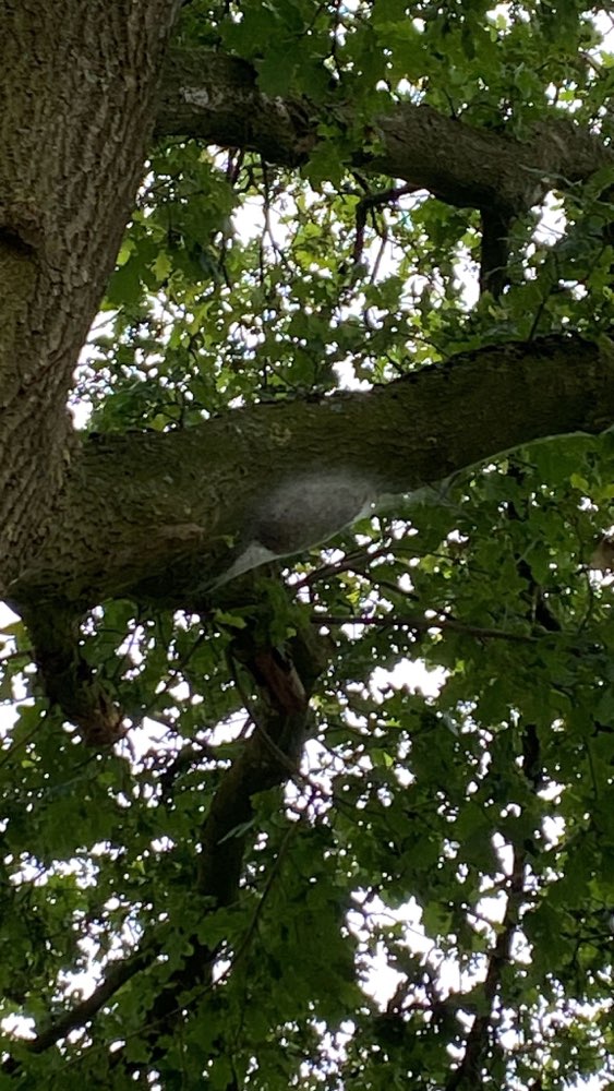 Giftköder-Eichenprozessionsspinner-Profilbild