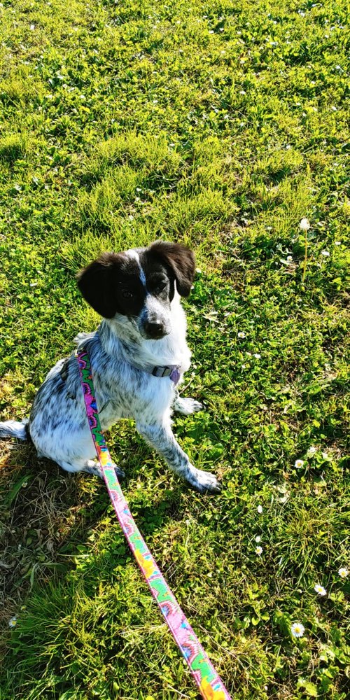 Hundetreffen-Gassi und Spielbuddy gesucht 🐶-Profilbild