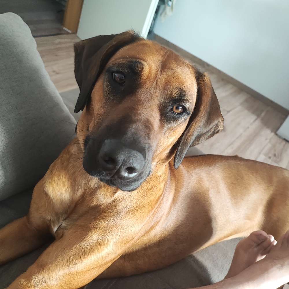 Hundetreffen-Renn- und Raufspiel Partner-Profilbild