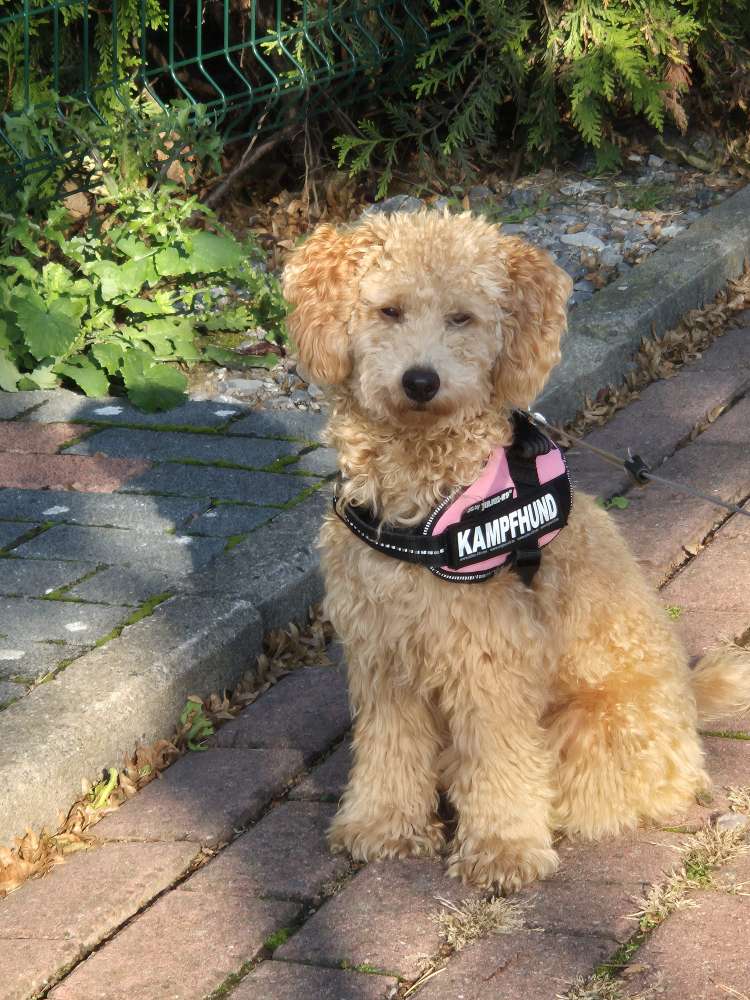 Hundetreffen-Spielen und Gassi gehen mit Feli-Profilbild