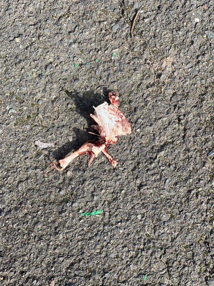 Giftköder-Knochen mit Blut-Profilbild