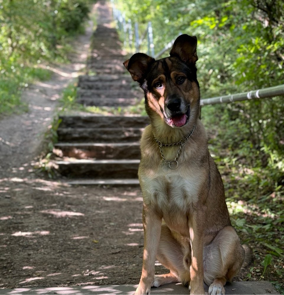 Hundetreffen-Zum spielen und zum gassi gehen .-Profilbild