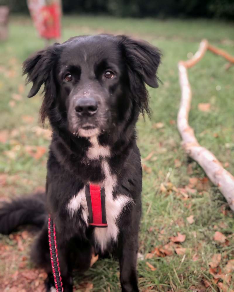 Hundetreffen-Social walk-Profilbild