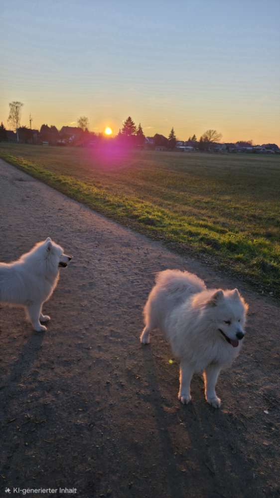 Hundetreffen-Spaziergang / Erkundungsrunde-Profilbild