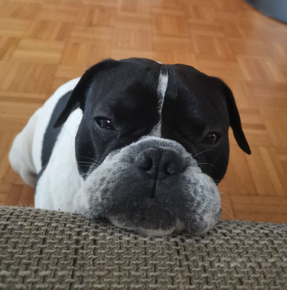 Hundetreffen-Bulldogge-Profilbild