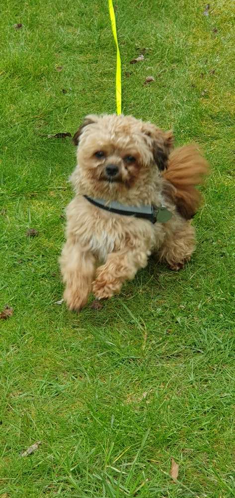 Hundetreffen-Kleinhund treffen-Profilbild