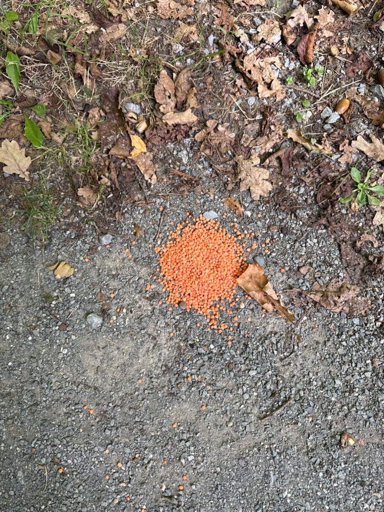 Giftköder-Orangene Körner, evtl Giftköder?-Profilbild