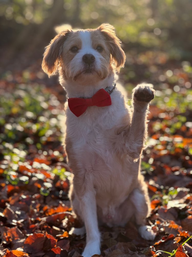 Hundetreffen-Entspannte Gassirunde/Socialwalk-Profilbild