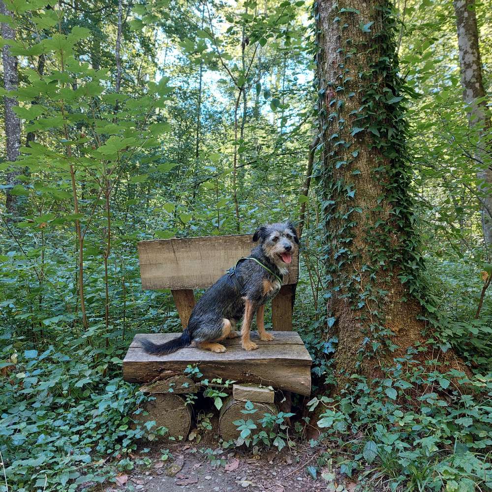 Hundetreffen-Socialwalk-Profilbild