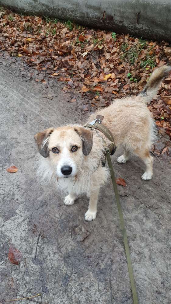 Hundetreffen-Weibliche Freundin gesucht-Profilbild