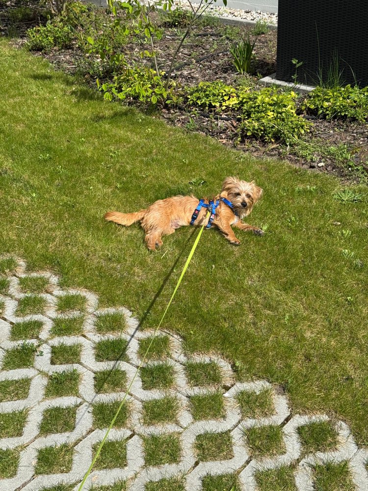 Hundetreffen-Lust auf Spielen und auspowern-Profilbild