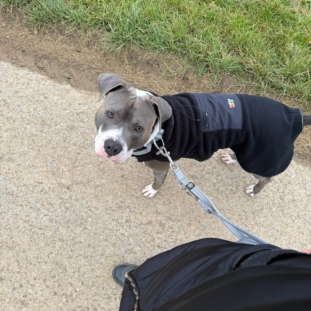 Hundetreffen-Sozialkontakte von Hund erweitern-Profilbild