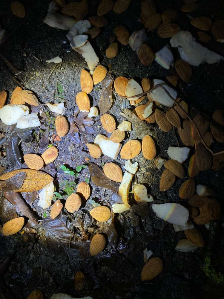 Giftköder-Mandeln und Fleisch (möglicher Giftköder)-Profilbild