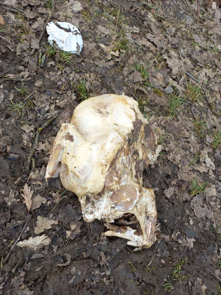 Giftköder-Pute-Profilbild