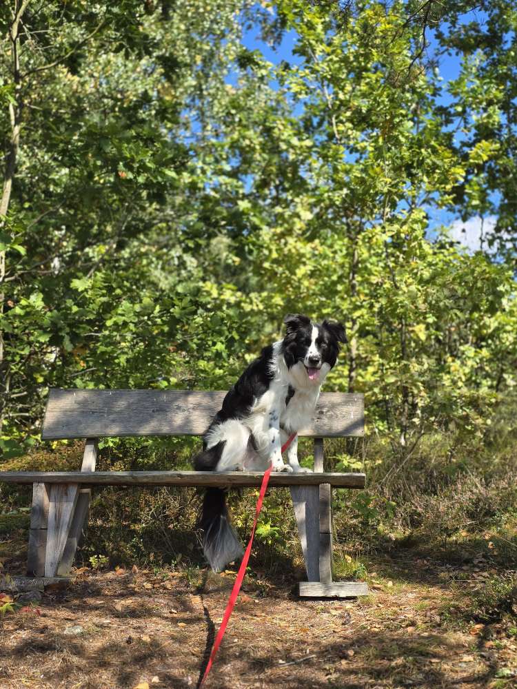 Hundetreffen-Social Walk-Profilbild