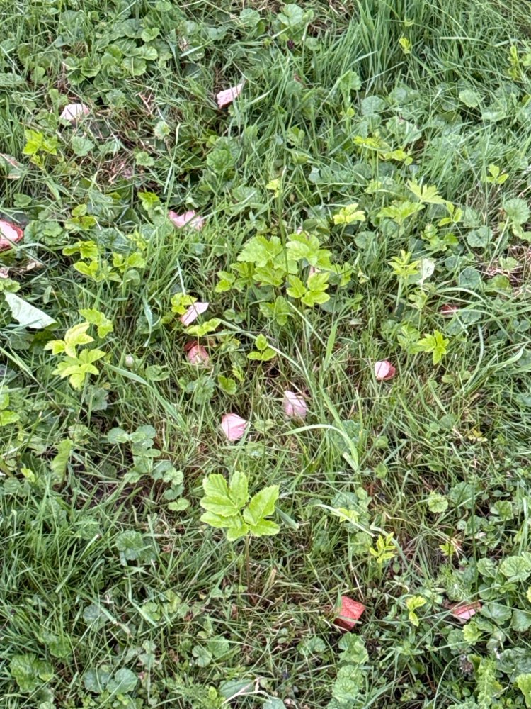 Giftköder-Giftköder-Profilbild