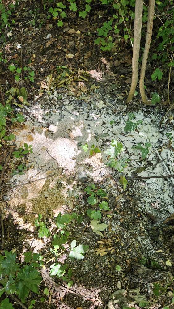 Giftköder-Weißes Pulver und evtl. Schuttgut?!-Profilbild