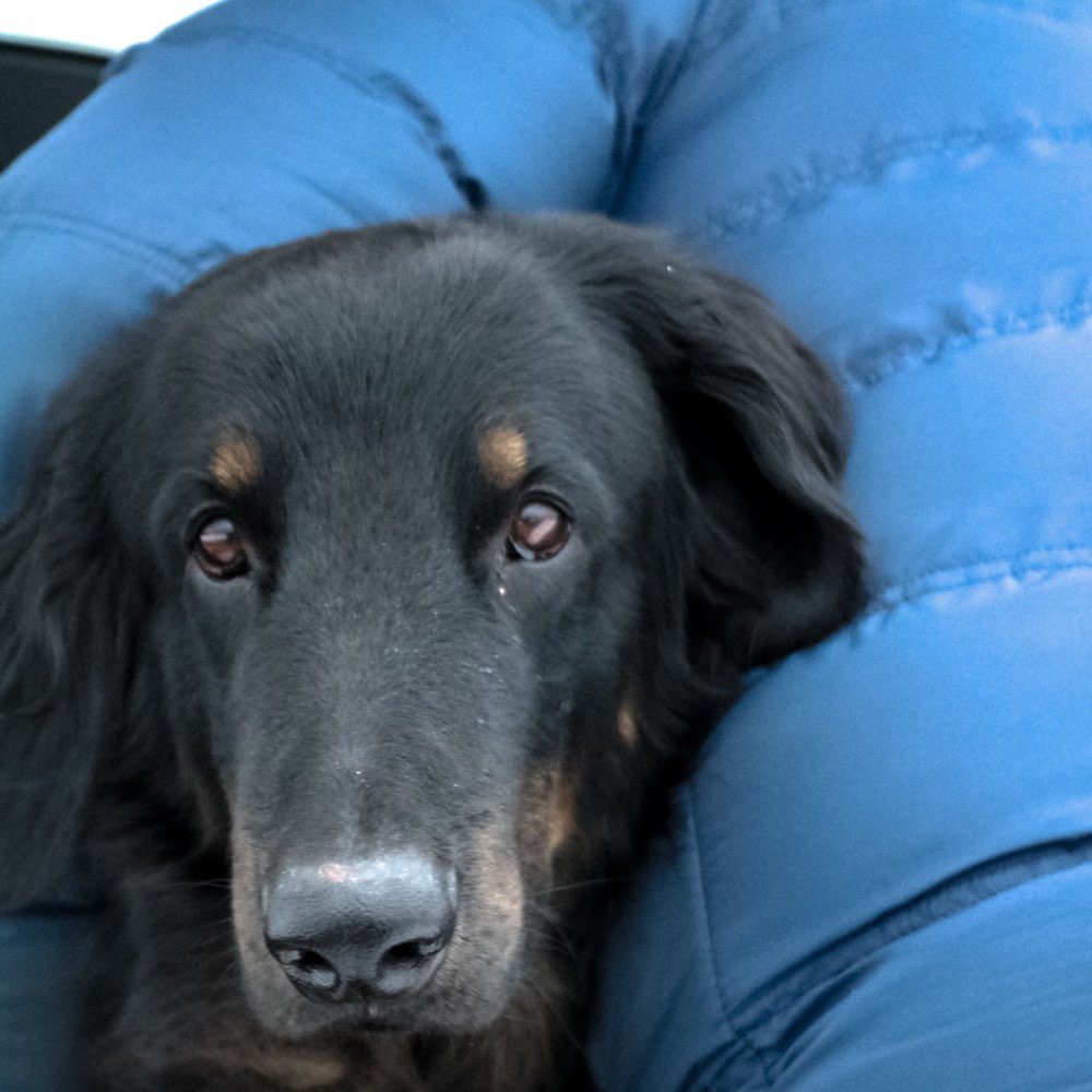 Hundetreffen-Spielkameraden gesucht-Profilbild