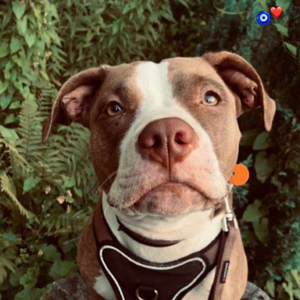 Hundetreffen-Spazieren gehen und trainieren-Profilbild