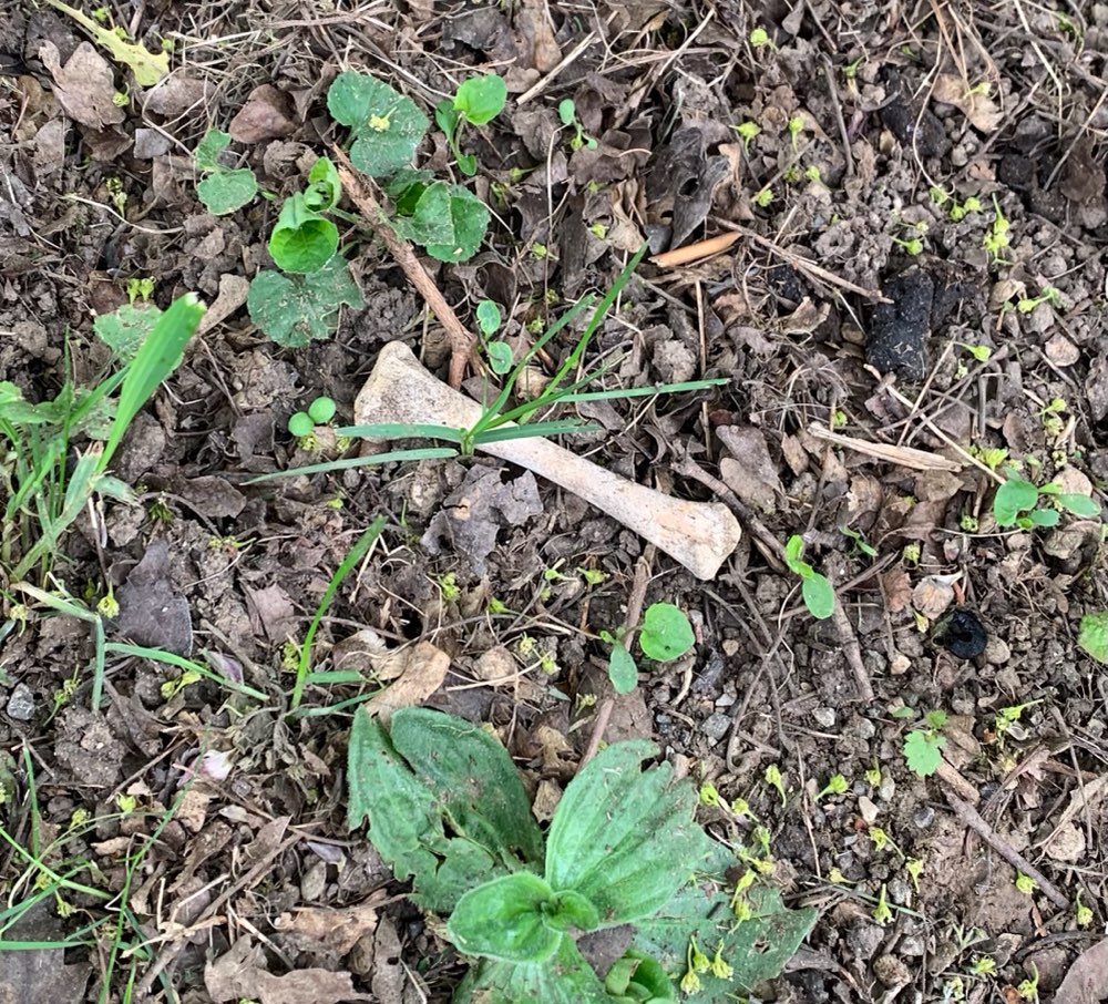 Giftköder-Knochenreste gefunden !!!-Profilbild