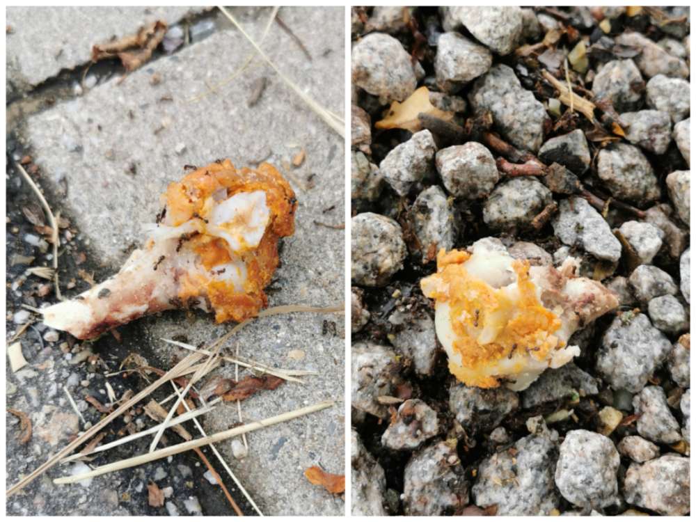 Giftköder-Giftköder?!?? komische Fleischstücke-Profilbild