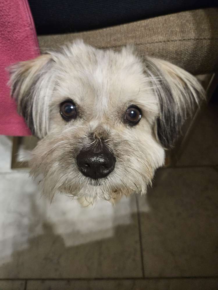 Hundetreffen-Spielpartner gesucht-Profilbild