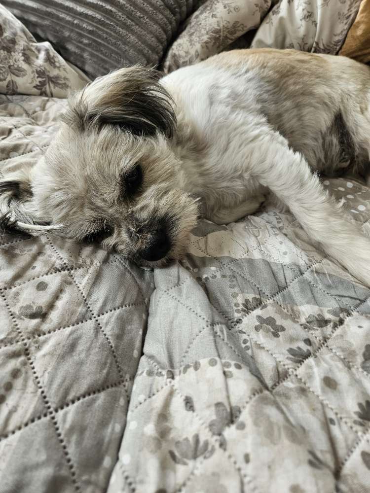 Hundetreffen-Spielgefährte gesucht-Profilbild