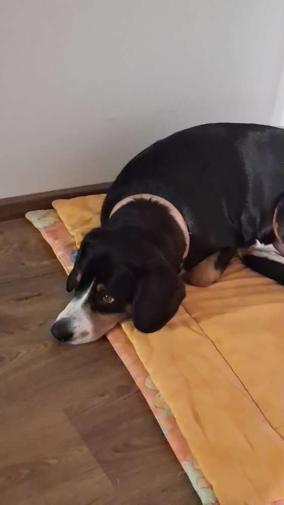 Hundetreffen-Suchen Spielkamaraden und Gassibegleiter-Profilbild