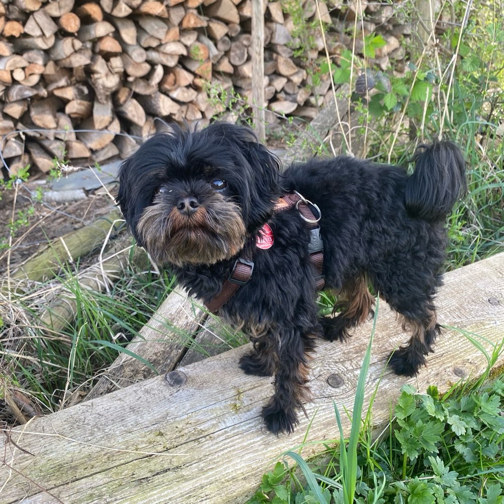 Hundetreffen-Trainings- / Spielpartner für kleine Hunde-Profilbild