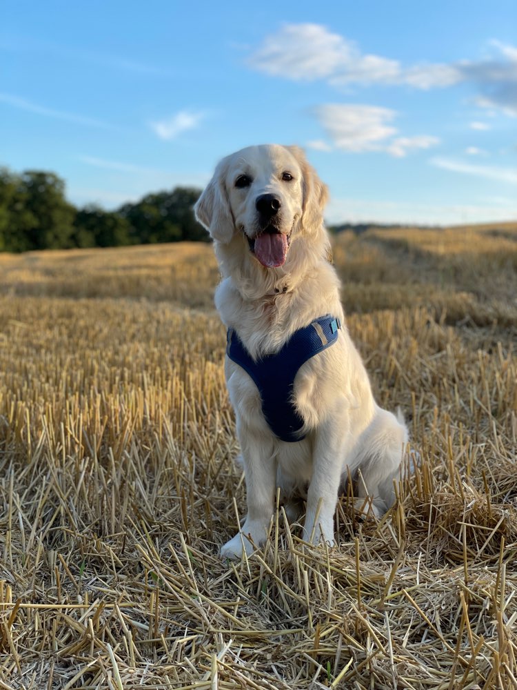 Hundetreffen-Spaziergänge zum spielen und auspowern-Profilbild