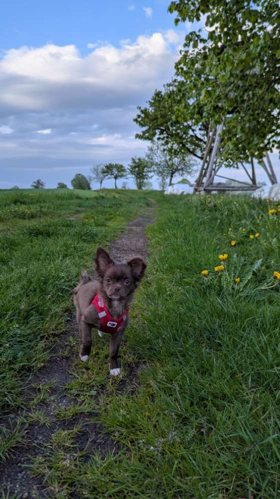Hundetreffen-Welpentreffen in Prenzlauer Berg-Profilbild