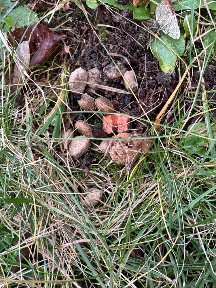 Giftköder-Trockenfutter vermutlich mit Gift-Profilbild