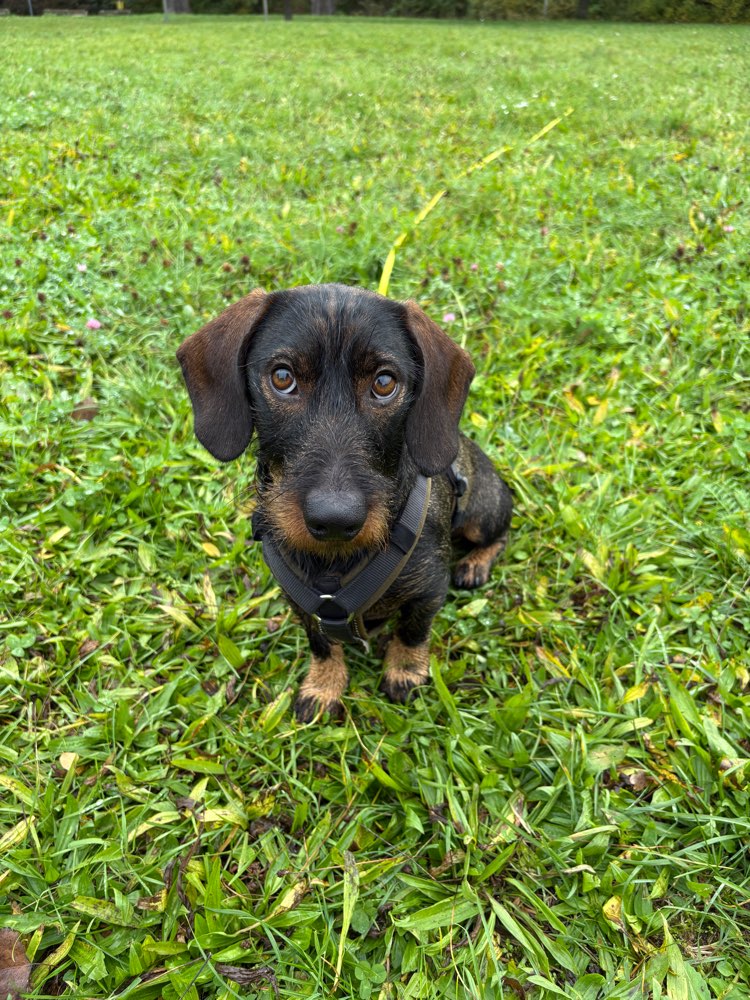 Hundetreffen-Rudi sucht neue Hundekumpels-Profilbild