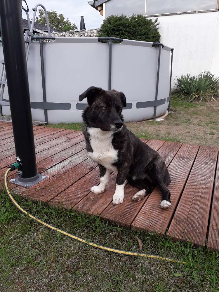 Hundetreffen-Gemeinsam gassi gehen Neuhofen-Profilbild