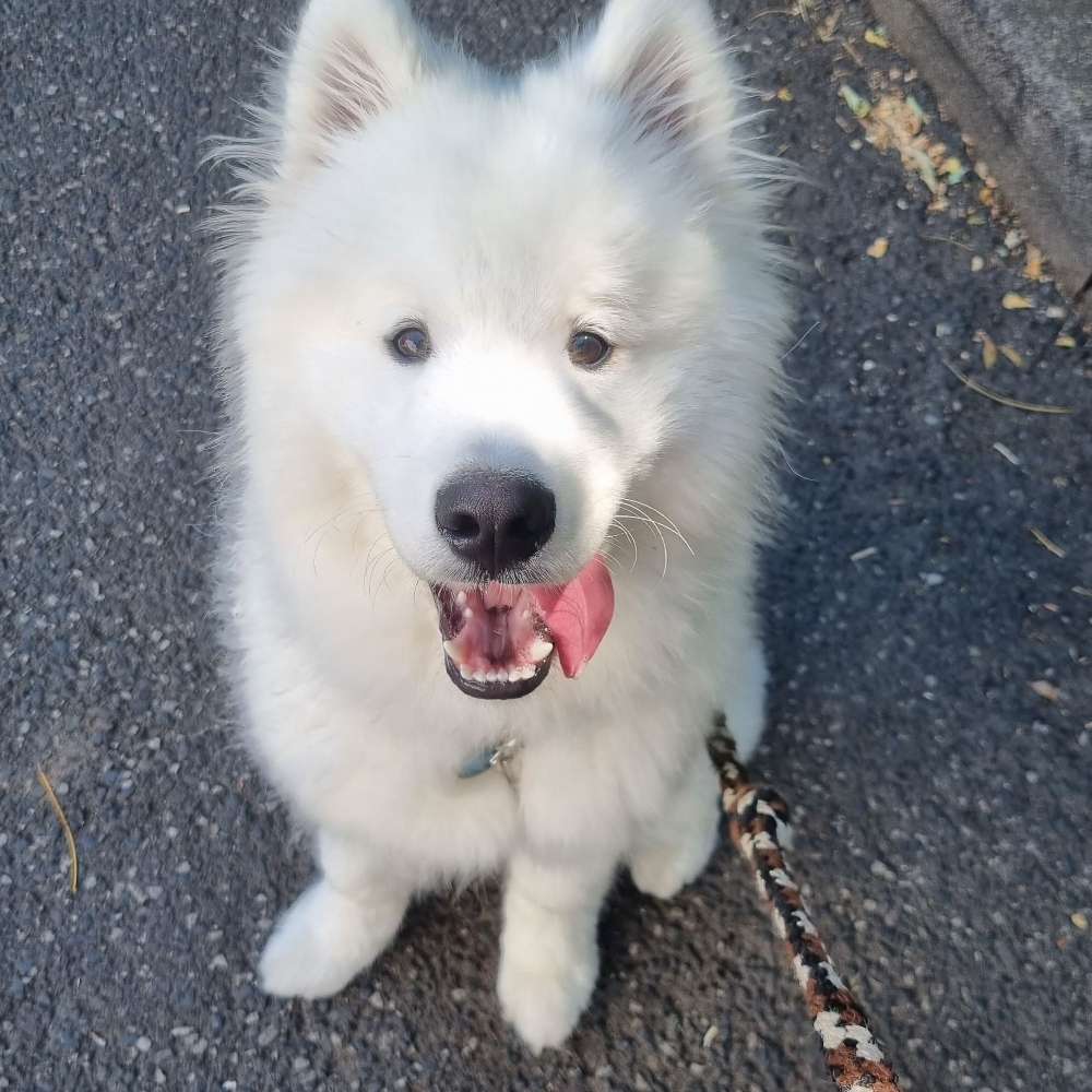 Hundetreffen-Spielen/Training-Profilbild