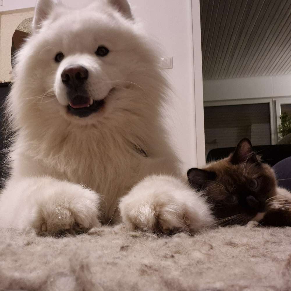 Hundetreffen-Spielen/Training-Profilbild