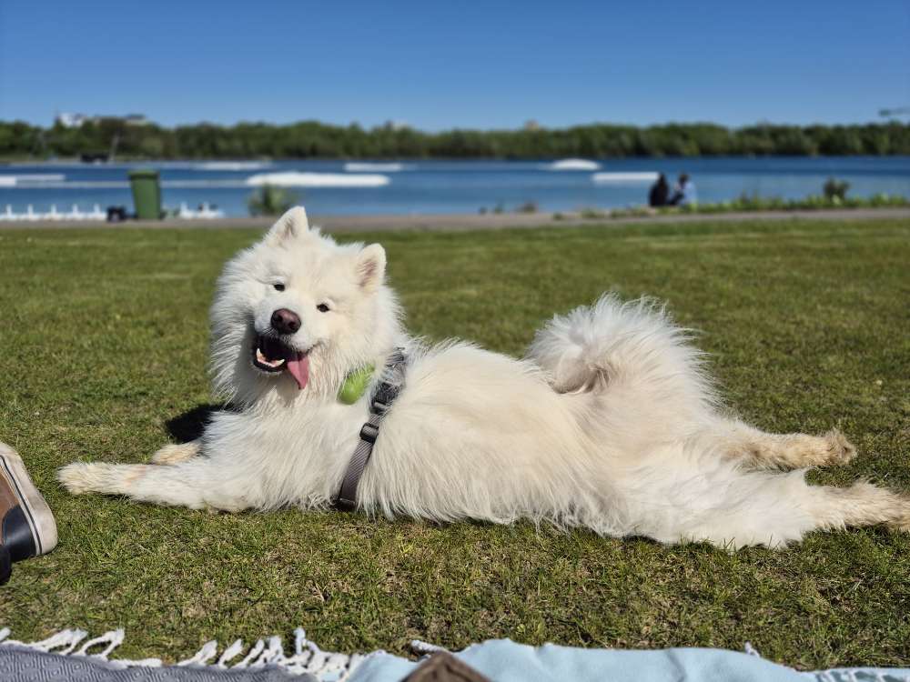 Hundetreffen-Social walks / Training-Profilbild
