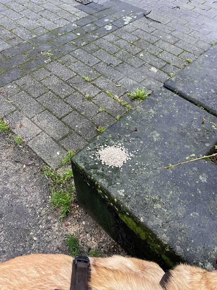 Giftköder-Futter ausgelegt.-Profilbild