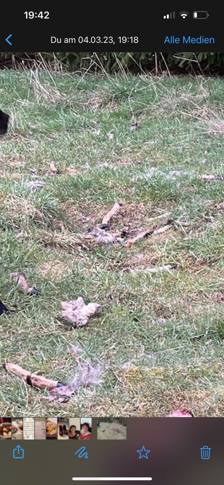 Giftköder-Zerrissene Tierkadaver gefunden!-Profilbild
