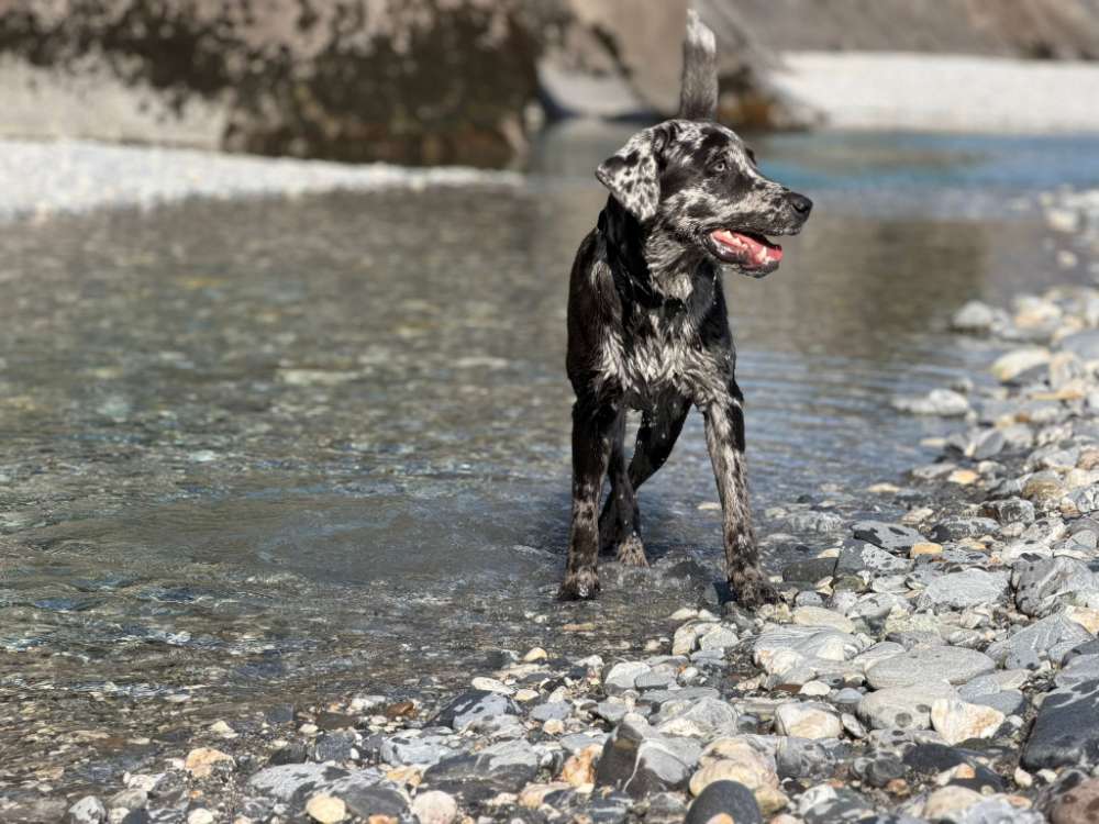 Hundetreffen-Junghund sucht tolle Begegnungen-Profilbild