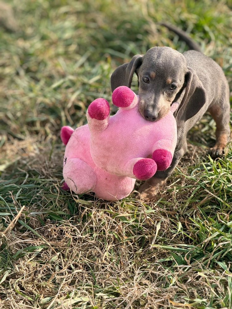 Hundetreffen-Welpen spielen-Profilbild