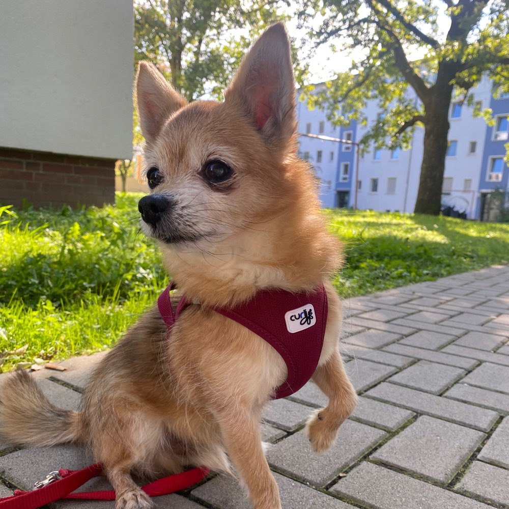 Hundetreffen-Spaziergang Umkreis Hanau-Profilbild