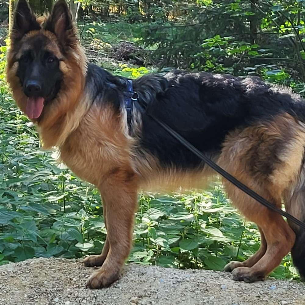 Hundetreffen-Yoja sucht SpielpartnerInnen-Profilbild