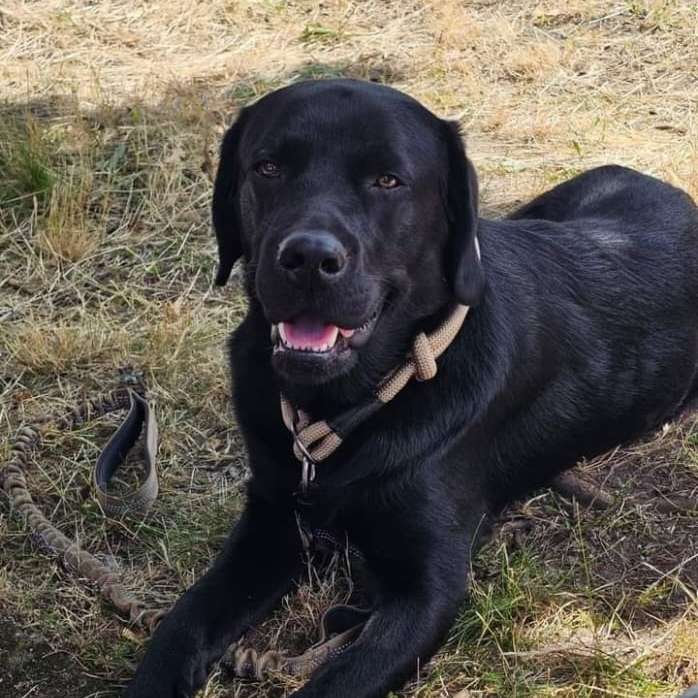 Hundetreffen-Gassi gehen/Spielen-Profilbild