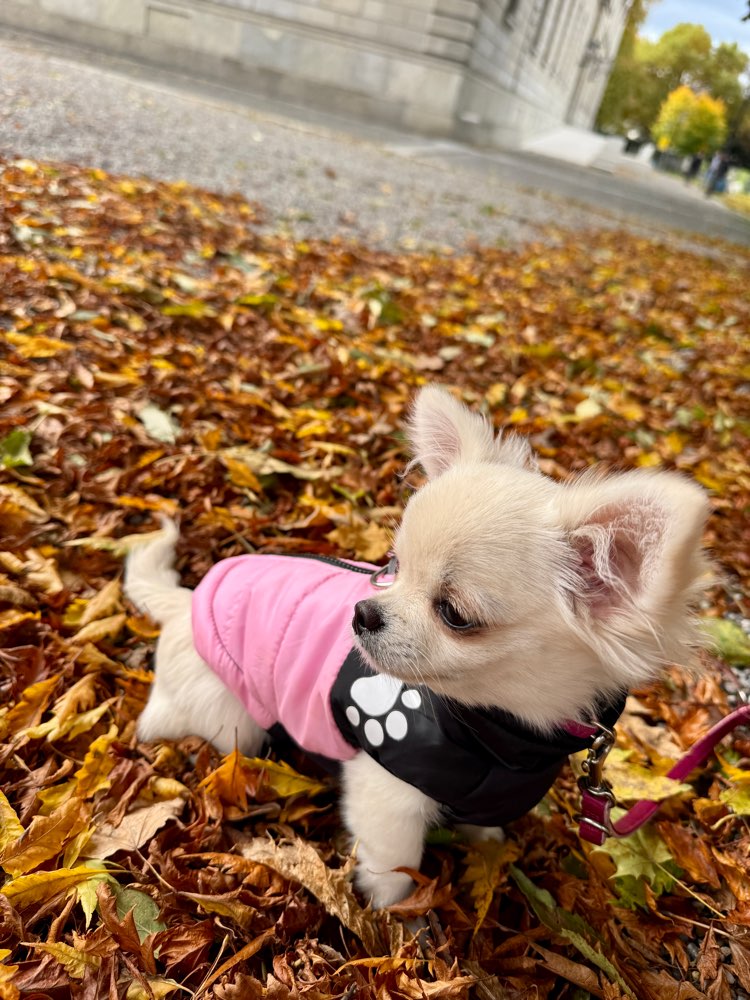 Hundetreffen-Welpentreffen/Mini- Hunde Spiel Treffen-Profilbild