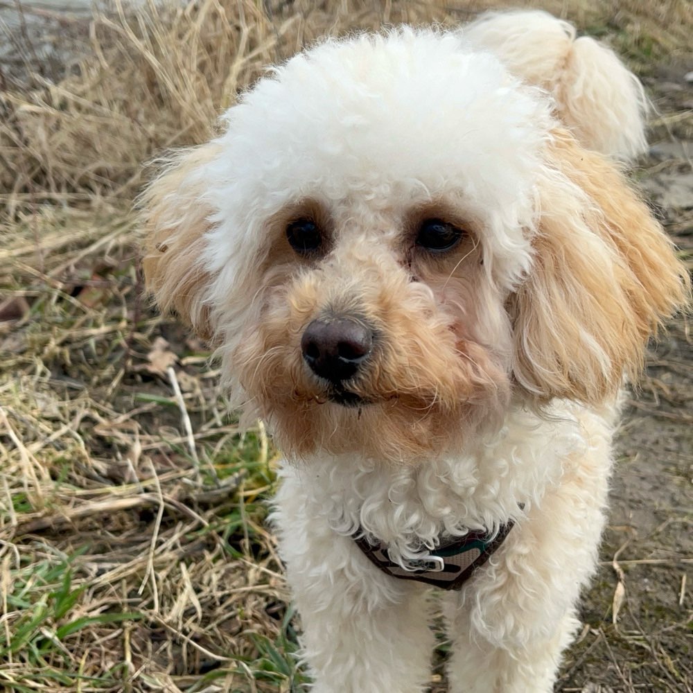 Hundetreffen-Spielrunde in Pottenbrunn-Profilbild