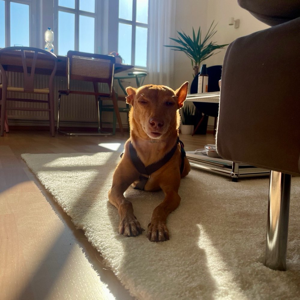 Hundetreffen-Eilenriede Spaziergang-Profilbild