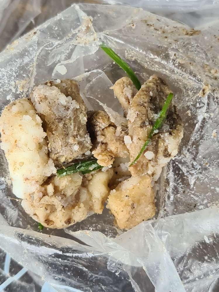 Giftköder-Vermute Giftköder-Profilbild