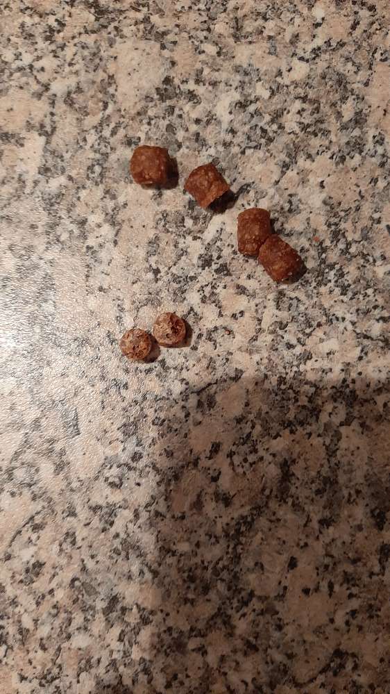 Giftköder-evtl. was giftiges-Profilbild